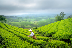 有機栽培茶とオーガニック茶の違いは？
